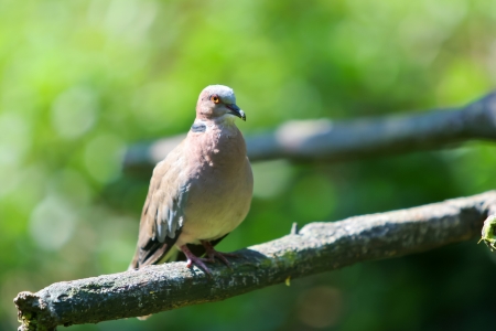 Pigeon in the bird park, Indonesia.の写真素材