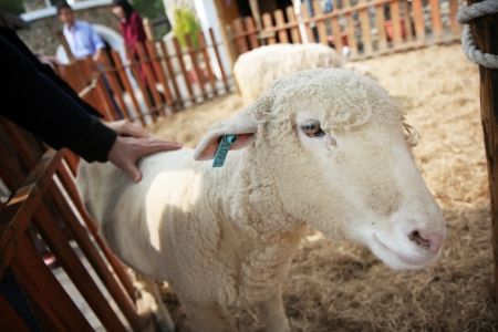 Sheep with tag on its ear on display in CInjing Farm, Taiwanのeditorial素材