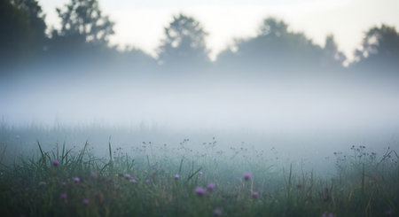 Foggy morning in the meadow with grass and flowers.の素材