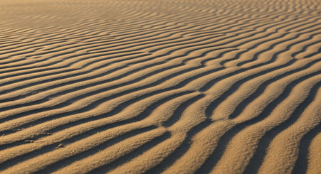 Sand ripples in the sand of a desert in the evening.の素材