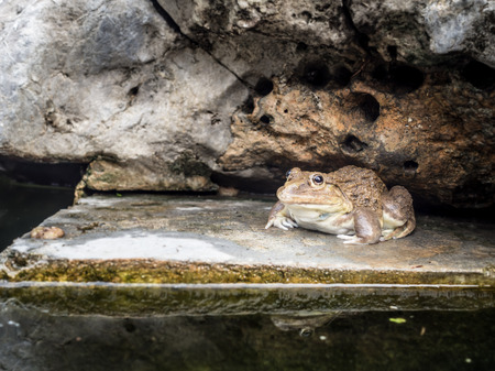Closeup of Asian River Frogの写真素材