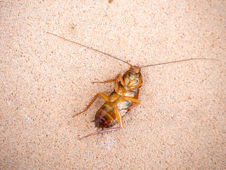 Dead cockroach on the floorの写真素材