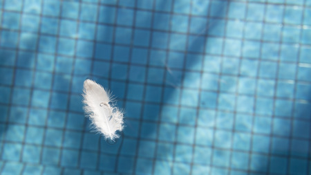 Minimalist picture of white feather bird floating blue ripped water in swimming pool with ceramic tile mosaic in backgroundの写真素材