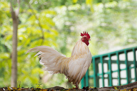 hite bantam males standing in the garden, trees green blur in background. Bantam is pet that sing to wake up in the morning.の写真素材