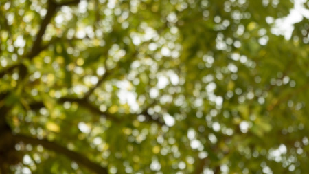 Natural green bokeh from trees against with sun light, blurred bokeh.の写真素材