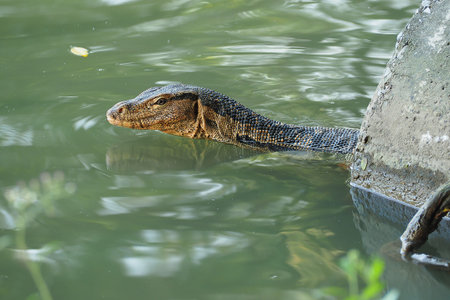 Monitor Lizard in riverの写真素材