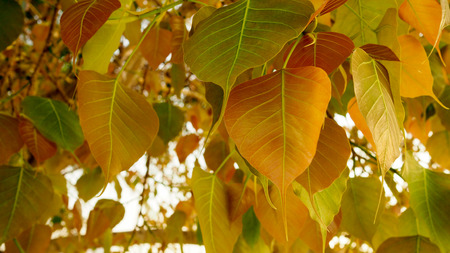 Selective focus of golden Pho or Bodhi tree leaves, heart-shaped leaves in sunshine morning. Bodhi trees are planted close proximity to Buddhist monasteryの写真素材