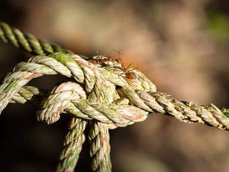 Red ants on the old rope and bokeh on backgroundの写真素材