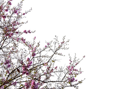 Pink flowers and tree branches on white background with copy space.の写真素材