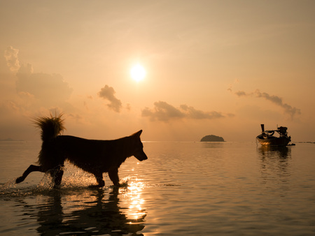 Perspectives silhouette of happy dog running in the sea at sunrise in summer time with long tail fishing boat reflect with water sea in background. (selective focus)の写真素材