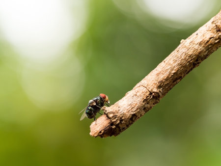 Closeup macro of green fly or greenbottle fly on branch eating food by spit saliva liquefy on it...