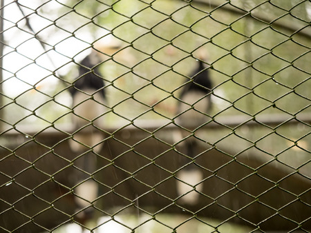 Soft focus hornbill bird wildlife animal in cage at zoo in Thailand.の写真素材