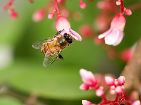 Defocus blurred Closeup macro honey bee on pink flower with blur green nature in background.の写真素材