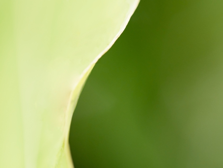 Natural two tone of green light and dark green background from leaf in nature with copy space.の写真素材