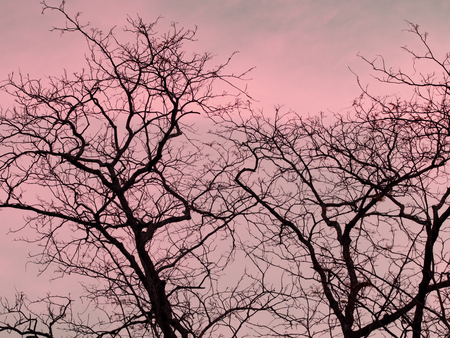 Strip of tree branches silhouette against sunset background of orange and pink sky.の写真素材