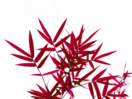 Red bamboo leaves isolated on white background.の写真素材