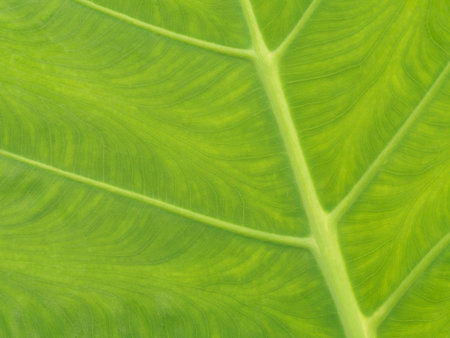 Green leaves texture closeup use as nature background.