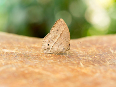 Brown butterfly on wood table in nature.