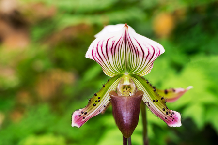 Violet and green orchid (Paphiopedilum collosum) or lady slipper or slipper orchid in nature.の写真素材