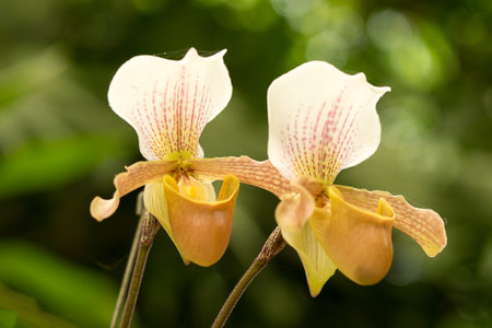 Yellow and white orchid (Paphiopedilum collosum) or lady slipper or slipper orchid in nature.の写真素材