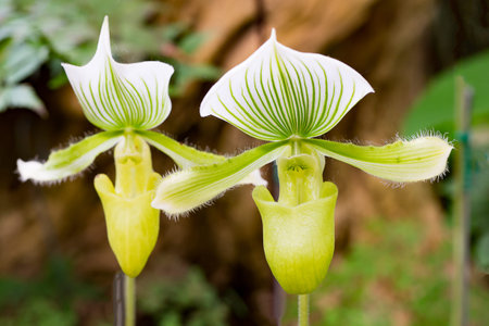 Yellow and green orchid (Paphiopedilum collosum) or lady slipper or slipper orchid in nature.の写真素材