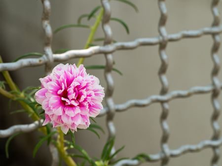 Pink flower growing up on steel metal net fenceの写真素材