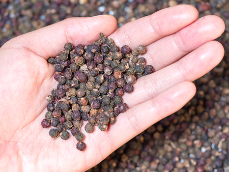 Dried black pepper seed in woman hand. (selective focus)の写真素材