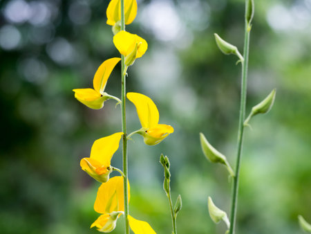 Close up yellow Crotalaria juncea flower or Sunhemp flower (selective focus)