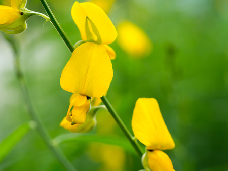 Close up yellow Crotalaria juncea flower or Sunhemp flower (selective focus)の写真素材