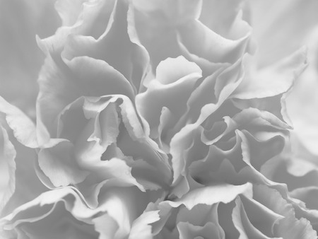 Black and white gray petal flowers in soft style for background.の写真素材