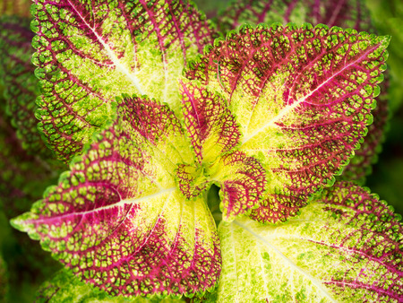 Plant with colorful leaf green, red, pink, yellow in nature.の写真素材