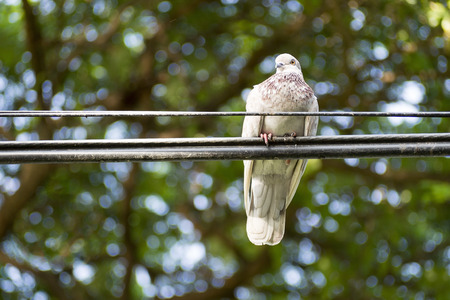 Unique perspectives pigeon on the electric wire with green tree background in the parkの写真素材