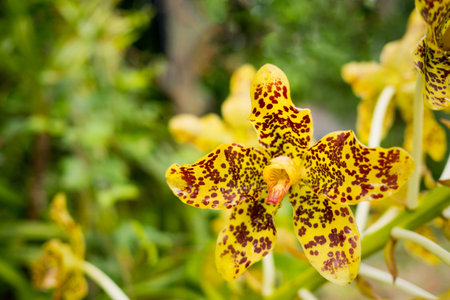 Yellow tiger orchid flower or leopard flower. Local orchid in Thailand.