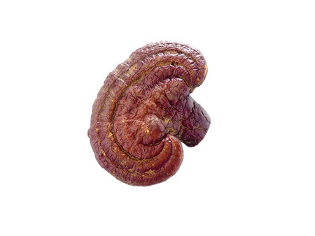 Lingzhi Mushroom Ganoderma Lucidum Isolated on white background. Chinese traditional medicine.
