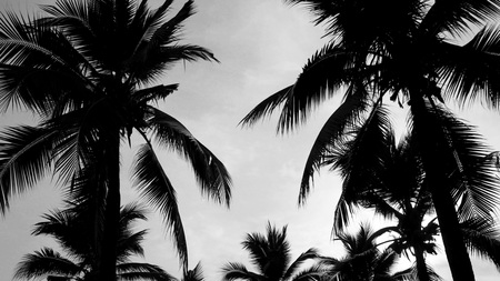 Black and white silhouette of coconut trees or palm trees.の写真素材