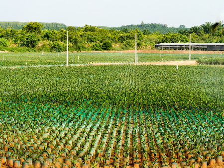 Agricultural. Oil palm plantation seedlings with bifid leaves at nursery with springer water in south of Thailand.の写真素材