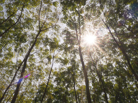 Big green trees high up to sky with sunlight flare in deep forest. Nature and environment concept.の写真素材