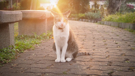 Cat sitting at  walkway park with sunshine morning day.の写真素材