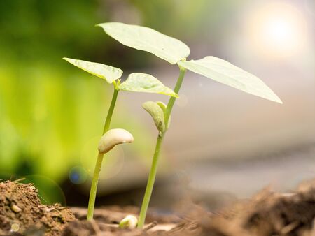 Two small green plant growing from fertile soil with germination seed. Growth and environment concept.の写真素材