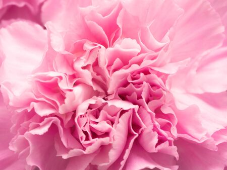 Pink petal flowers in soft style for backgroundの写真素材