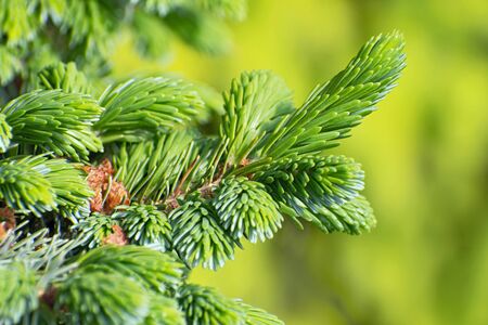 The branch of spruce with young flat needles on blurred yellow-green floral backgroundの写真素材