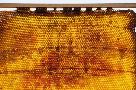Insolated wooden frame with honeycombs  closeupの写真素材
