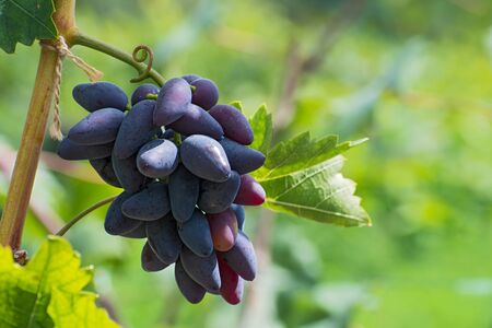 Bunch of ripe violet  grapes on blurred light green floral background closeupの写真素材