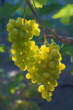 Vine with two bunches of ripe insolated green grapes on blurred multicolored floral background with some bokeh, verticalの写真素材