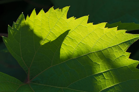 Insolated serrated green leaf  closeup on dark green floral background .  Using as summer or spring...