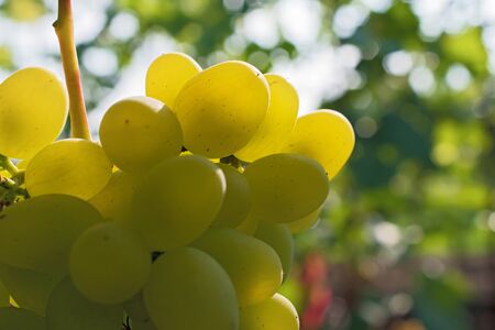 Bunch of ripe fresh insolated  green grapes on blurred multicolored floral background with some bokeh . Macroの写真素材