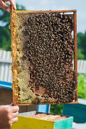 Wooden frame with honeycombs and beers in the hands of the beekeeperの写真素材