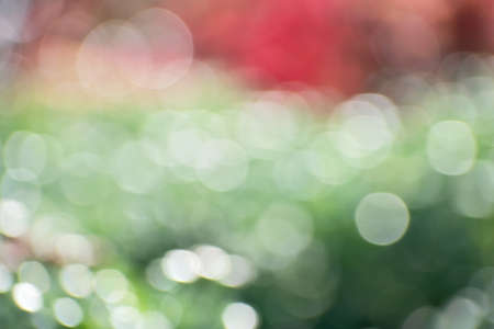 Abstract blurred defocused green, white, red floral background with a lot of big and small bokeh. Soft focus. Using as background naturalの写真素材
