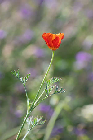 Lonely beautiful insolated red california poppy on the blurred multicolored floral background. Spring or summer timeの写真素材