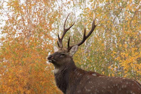 Portrait of adorable adult spotted deer with sprawling antlers on blurred yellow - green birch trees. Autumn time in reserveの写真素材